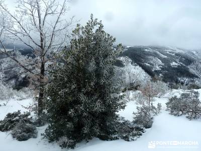 Hayedo de Montejo - Cuerda de la Pinilla;dibujos de excursiones;sendero rio verde  